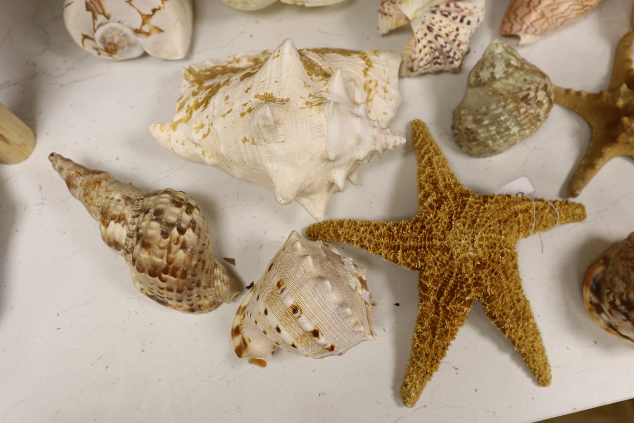 A collection of sea shells, dried starfish, puffer fish etc.